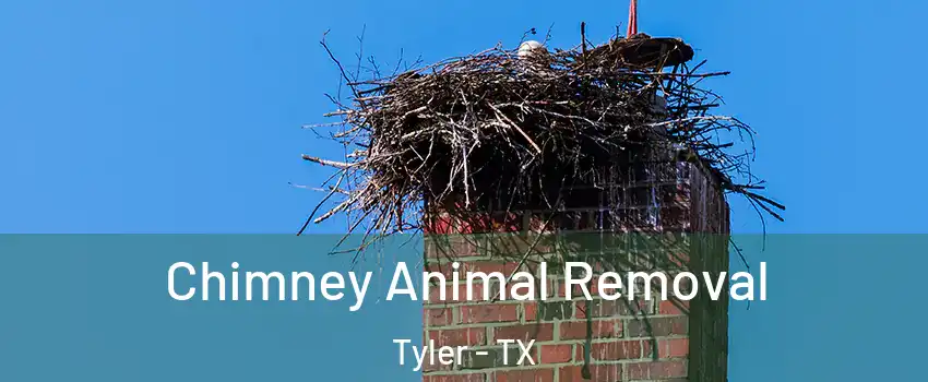 Chimney Animal Removal Tyler - TX