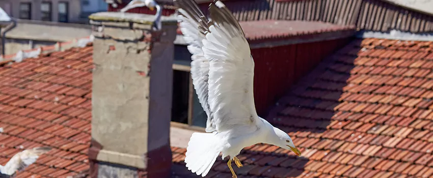 Residential Chimney Animal Removal Solution in Tyler, TX
