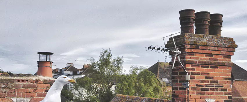 Chimney Cleaning And Restoration in Tyler, Texas